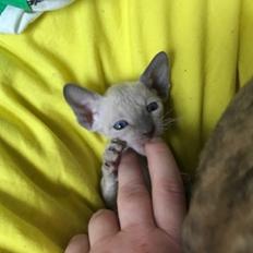 Cornish Rex DK*Pixiepaws Monty Green