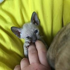 Cornish Rex DK*Pixiepaws Monty Green