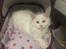 Ragdoll DK CatchingLove's Unik Arn (Pelle)