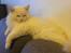 Ragdoll DK CatchingLove's Unik Arn (Pelle)