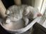 Ragdoll DK CatchingLove's Unik Arn (Pelle)