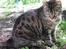 Huskat Pjock<3 R.I.P.<3 - "You were so cute and I know, that now you are a cute angel i the Heaven!"