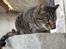 Huskat Pjock<3 R.I.P.<3 - Pjock i haven - maj/juni 2010. "The destiny is unforeseeable, but you were one I could trust"