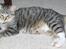 Huskat Sofus<3 R.I.P.<3
