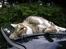 Huskat Sofus<3 R.I.P.<3