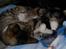 Huskat Sofus<3 R.I.P.<3