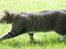 Huskat Sofus<3 R.I.P.<3