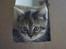 Huskat Fiji - Baby Fiji <3 