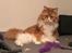 Maine Coon Timitas Danish Dynamite