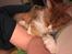 Maine Coon Timitas Danish Dynamite