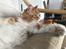 Maine Coon Timitas Danish Dynamite