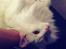 Tyrkisk Angora Milo Aka Max