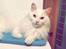 Tyrkisk Angora Milo Aka Max