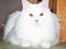Tyrkisk Angora Milo Aka Max