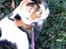 Huskat Daisy