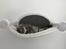 Maine Coon Lumacoon's Johnson Dwayne