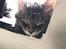 Maine Coon Lumacoon's Johnson Dwayne