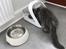 Maine Coon Lumacoon's Johnson Dwayne