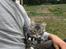 Maine Coon Lumacoon's Johnson Dwayne