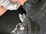Maine Coon Lumacoon's Johnson Dwayne