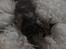 Maine Coon Lumacoon's Johnson Dwayne