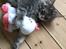 Maine Coon Lumacoon's Johnson Dwayne