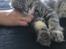 Maine Coon Lumacoon's Johnson Dwayne