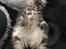 Maine Coon Lumacoon's Johnson Dwayne