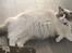 Ragdoll Nala (Melodic Aura Cosmic Crocus)