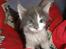 Maine Coon Blackangel's Guldkaramel D. 24.03.2025