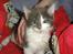 Maine Coon Blackangel's Guldkaramel D. 24.03.2025