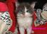 Maine Coon Blackangel's Guldkaramel D. 24.03.2025