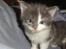 Maine Coon Blackangel's Guldkaramel D. 24.03.2025