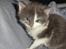 Maine Coon Blackangel's Guldkaramel D. 24.03.2025