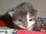 Maine Coon Blackangel's Guldkaramel D. 24.03.2025