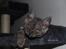 Selkirk Rex  Lucifer 