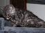 Selkirk Rex  Lucifer 
