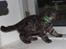 Selkirk Rex  Lucifer 