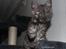 Selkirk Rex  Lucifer 