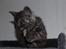 Selkirk Rex  Lucifer 