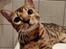 Bengal Echo