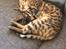 Bengal Echo
