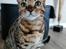 Bengal Echo