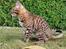 Bengal Echo