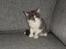 Maine Coon Blackangel's Guldkaramel D. 24.03.2025
