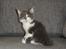 Maine Coon Blackangel's Guldkaramel D. 24.03.2025