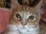 Maine Coon Samson
