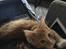 Maine Coon Samson