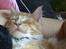 Maine Coon Samson