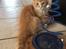 Maine Coon Samson